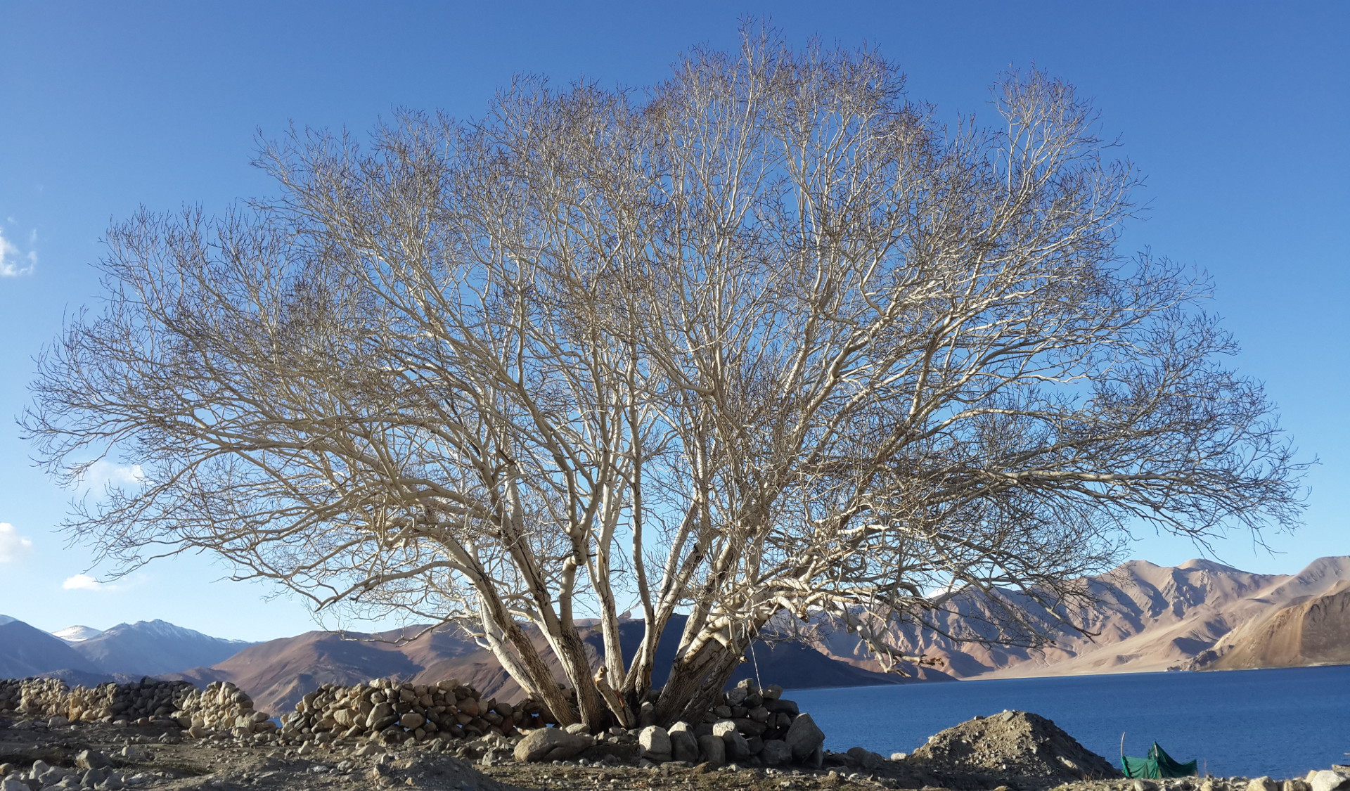 pangong-tree-of-life_hd